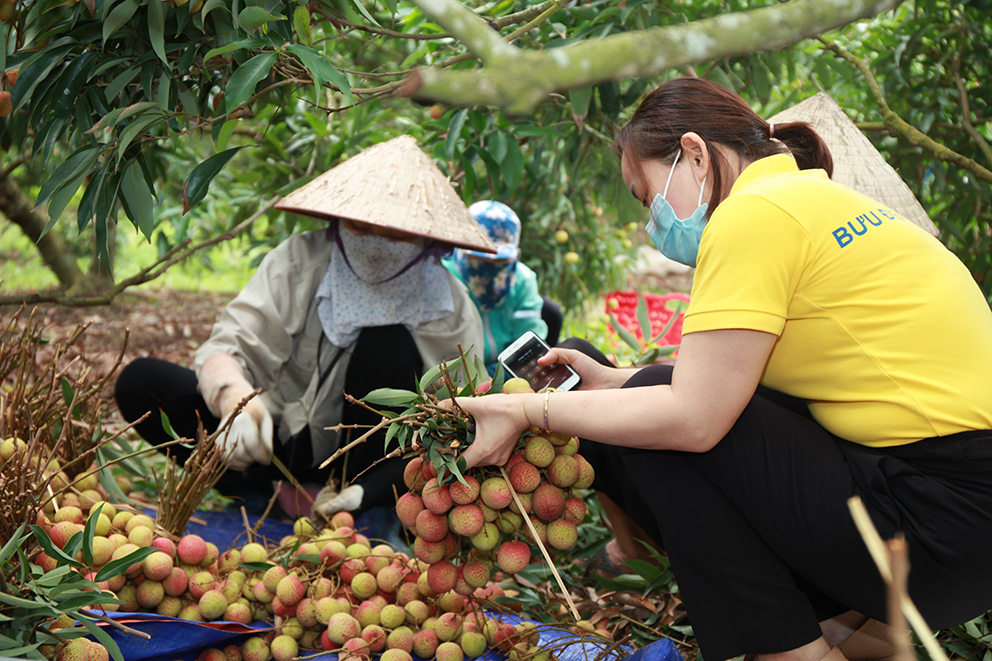 Hơn 200kg vải thiều Thanh Hà được tiêu thụ trong ngày đầu lên sàn Postmart 