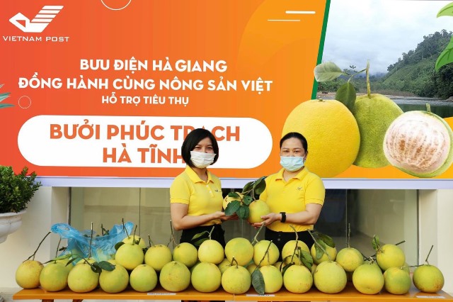 Bưu điện tỉnh Hà Giang hỗ trợ tiêu thụ nông sản Bưởi Phúc Trạch Hà Tĩnh