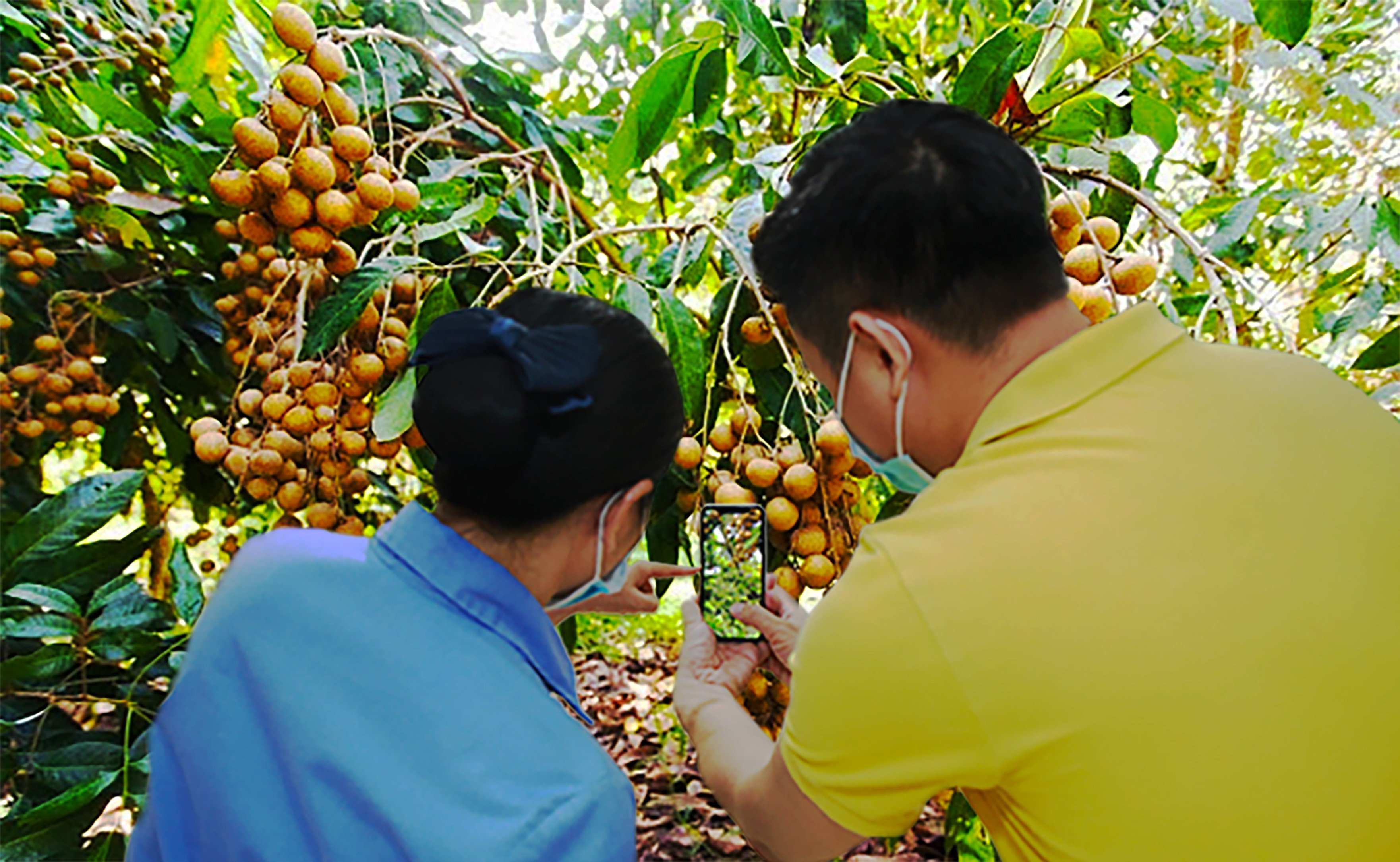 Tạo thói quen bán hàng cho nông dân trên sàn thương mại điện tử Postmart