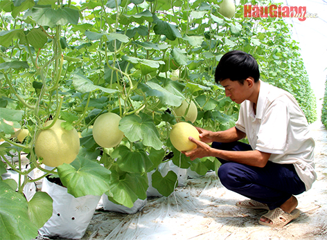 Hậu Giang: Cùng nông dân mở rộng kênh tiêu thụ nông sản