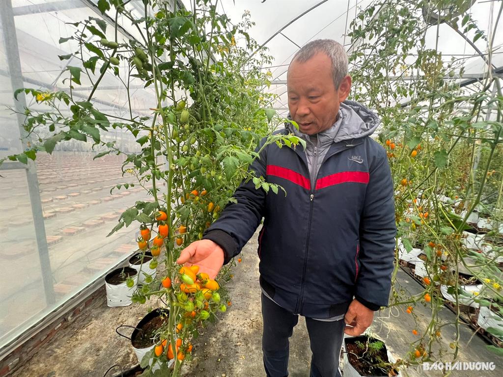 Nông dân Hải Dương thực hiện trên 41.000 giao dịch trên sàn thương mại điện tử