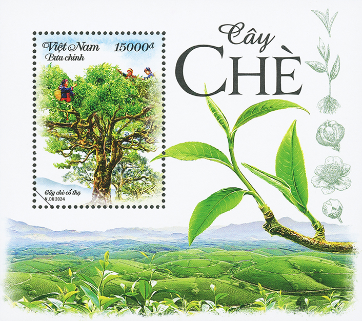 Giới thiệu bộ tem “Cây chè”