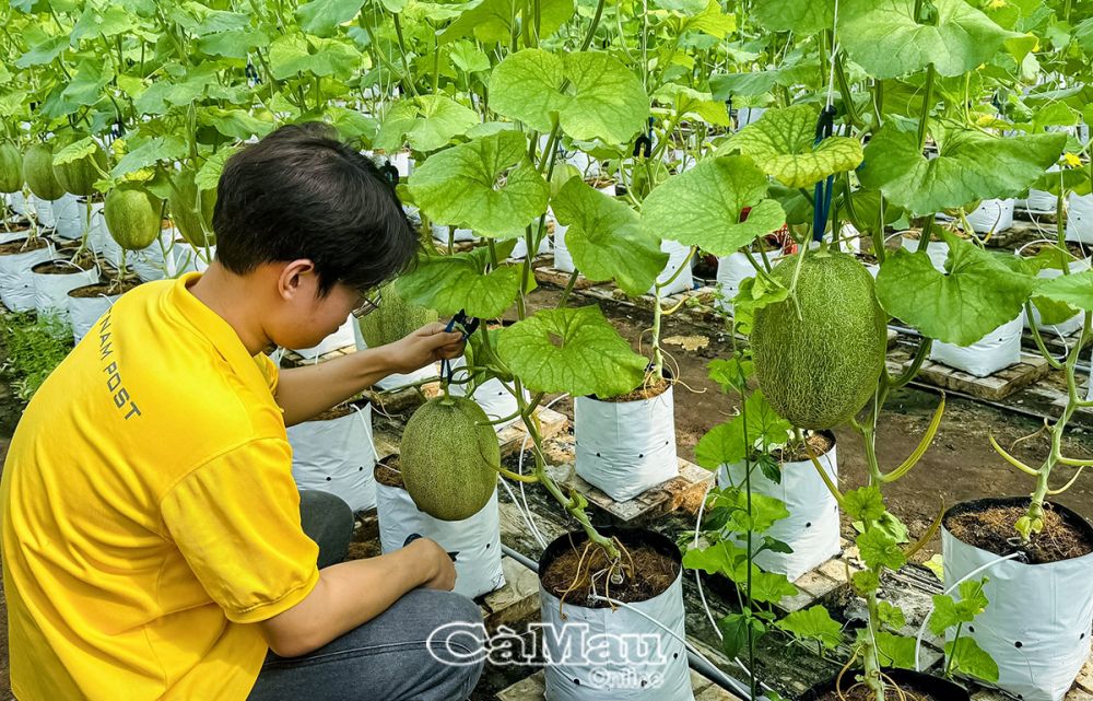 Cà Mau: Giúp nông dân tiếp cận sàn thương mại điện tử