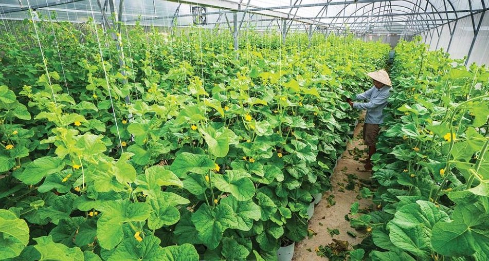 Hội Nông dân TP. Cà Mau phối hợp cùng Bưu điện hỗ trợ nông dân chuyển đổi số trong sản xuất và tiêu thụ nông sản